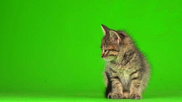 Little gray kitten kitty plays on a green screen background.