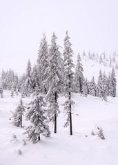 Trees covered with snow on a mountain slope.