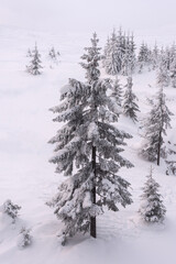 Snow-covered ski slope with trees on it.