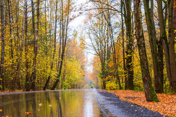 Wet asphalt road among the autumn forest