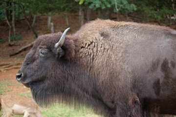 American Bison outdoors in nature