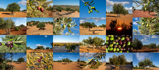 Olivar español en otoño