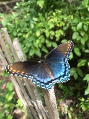 Butterfly on Post, leafy background