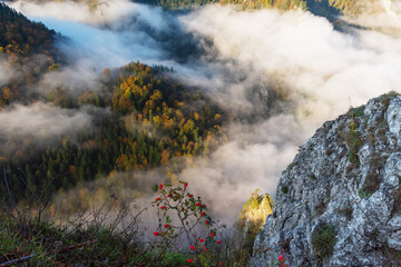 Fog in the mountain forest with yellow and red leaves, top view