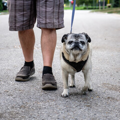 walking the pug dog on the street