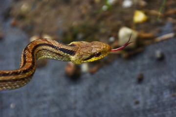 Japanese striped snake / Colubridae non-poisonous snake