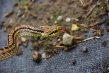 Japanese striped snake / Colubridae non-poisonous snake