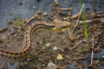 Japanese striped snake / Colubridae non-poisonous snake