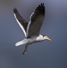 seagull in flight