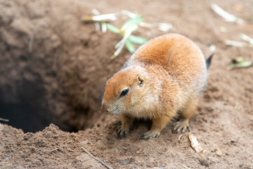 Black-tailed Prairie dog (in german Schwarzschwanz-Präriehund) Cynomys ludovicianus