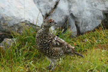 Alpenschneehuhn (Hahn)