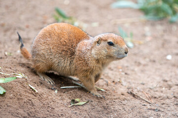 Black-tailed Prairie dog (in german Schwarzschwanz-Präriehund) Cynomys ludovicianus