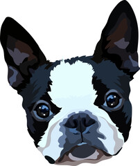 French Bulldog vector image. Portrait. Head