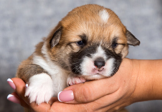 Cute Corgi Puppy Sleeping In Corgi Arms