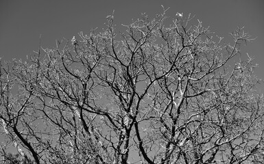 old tree in the forest
