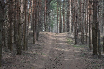 trail in the pine forest