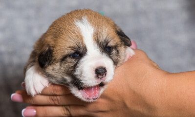 newborn corgi puppy yawns wants to sleep