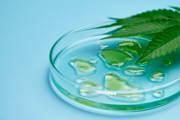 Naklejka na ściany i meble Leaf of cannabis and Petri dish with drops of hemp oil and beaker on the blue background.