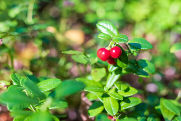 Red cranberry berries in the forest, close up.