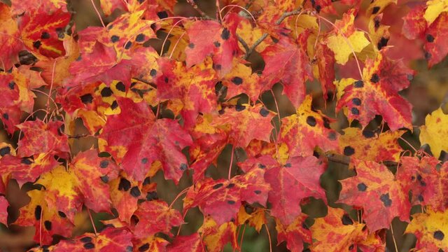 Bright red Norway maple, Acer platanoides leaves with fungal disease Tar spot of maple, Rhytisma acerinum in Estonia, Northern Europe. 