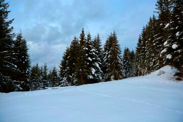 Snowy, winter forest in the mountains, pines, Christmas trees, a road in the snow between trees