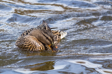 Close up of a mallard duck in the lake