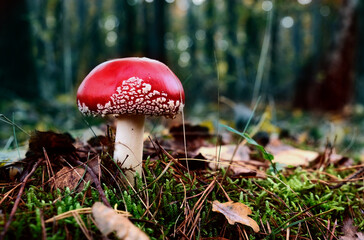 Amanita in the forest