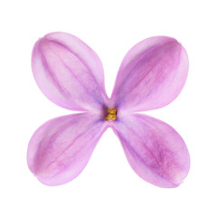 One lilac petal isolated on white background. Photo taken using the stacking method