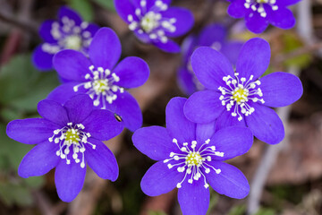 Beautiful purple liver wort flowers in the forest