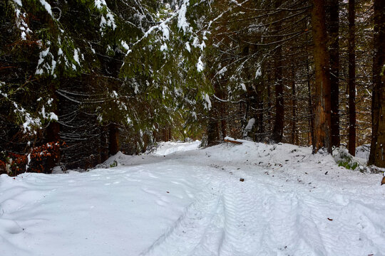 Snowy, winter forest in the mountains, pines, Christmas trees, a road in the snow between trees