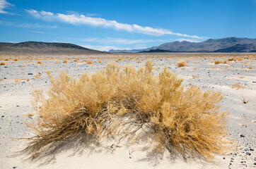 Dried brush and plain  in winter Mojave Desert, CA, US, 2018.
