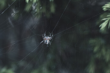 Spider in a web against a dark blurred background