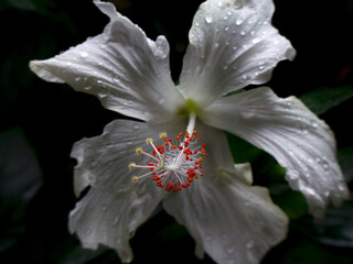 Fototapeta na wymiar white hibiscus with dew drops
