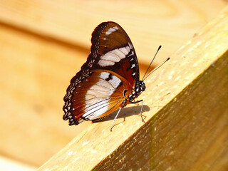 close up of butterfly