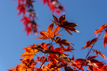 Hojas de arce japon&eacute;s en oto&ntilde;o y cielo despejado azul