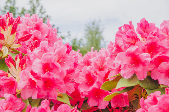 赤いツツジの花