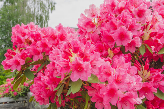 赤いツツジの花