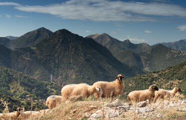 Dramatic sea and mountain landscapes along the backroads of the Northern Peloponnese Peninsula,...