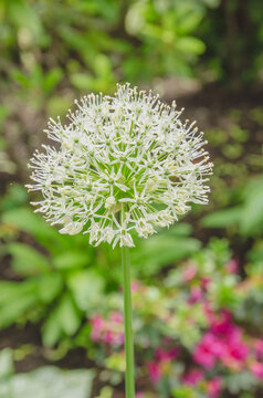 White Echinops bannaticus