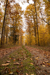 Obraz premium Herbstfarben