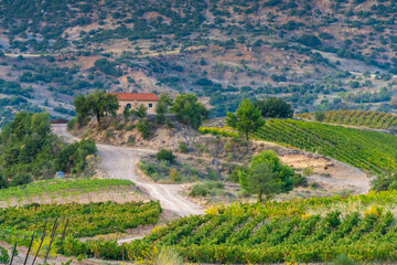Rich vineyards of the inner valleys of the Peloponnese Pensinsula in Southern mainland Greece