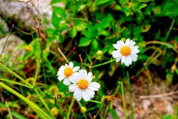 white and yellow flowers