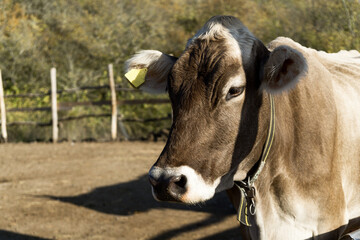 Close-up of a very beautiful Swiss cow.