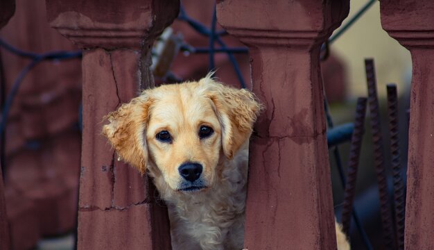 Cachorro alzando la vista 