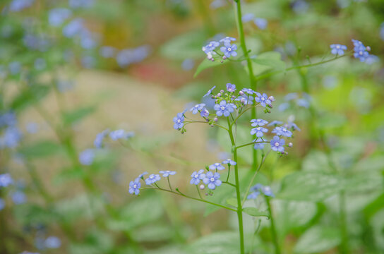紫色の小さな花