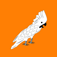 animales aves cacatua © Juan