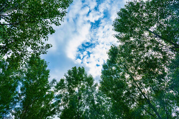 forest landscape in summer