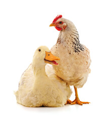 Large chicken and duck.