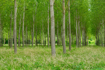 forest landscape in summer