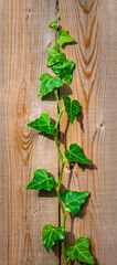 narrow vertical banner of a green English ivy vine on a wood fence board